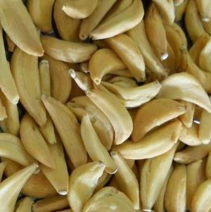 Dehydrované strúčiky cesnaku